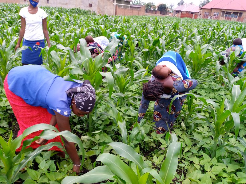 Women weeding a field of maize and beans, one carrying a baby on her back